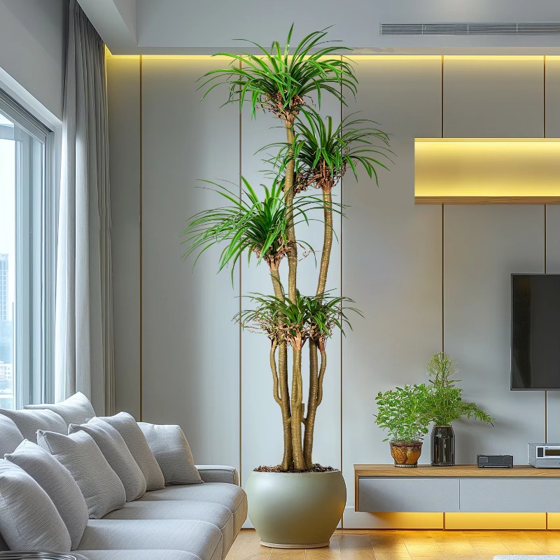 Indoor/Outdoor Home Tree Simul - Dracaena Marginata のレビューと価格
