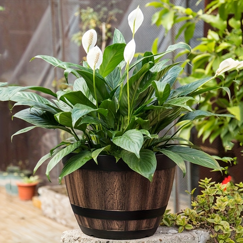 Durable Plastic Round Elegant  - Aloe Vera Pot のレビューと価格
