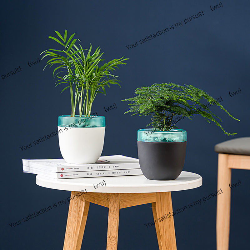 Automatic Water Absorption Laz - Aloe Vera Pot のレビューと価格