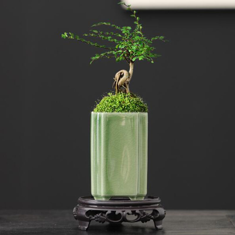Porcelain Square Celadon Glaze - Pilea Peperomioides のレビューと価格