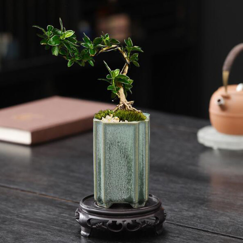 Porcelain Square Celadon Glaze - Pilea Peperomioides のレビューと価格
