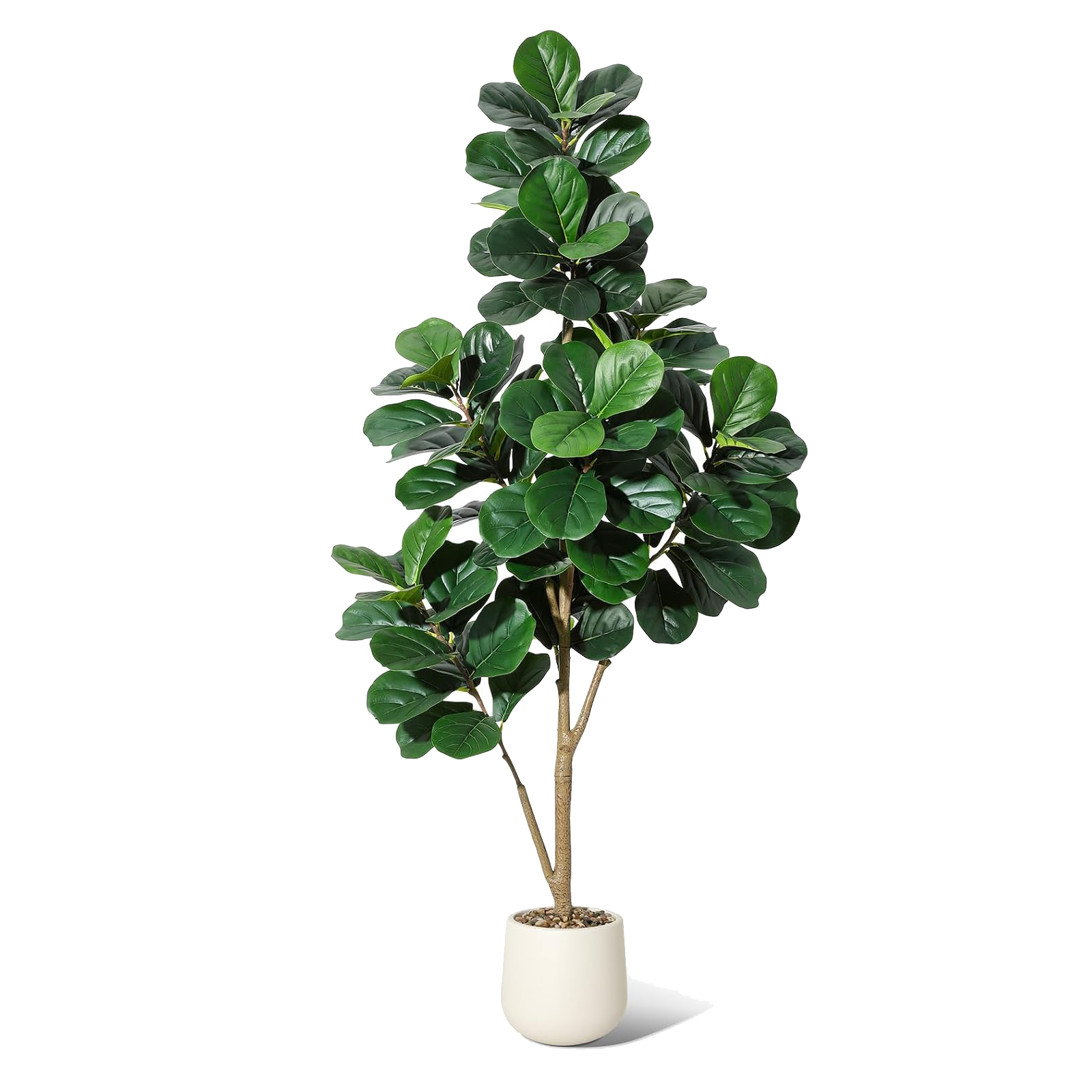 4-7 FT Fiddle Leaf Fig Tree Ar - Ficus Lyrata Tree のレビューと価格