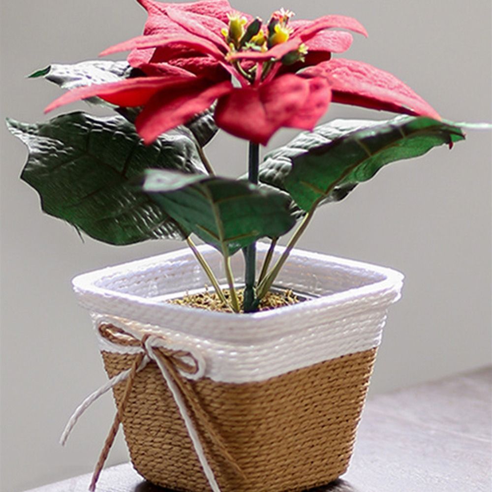 Paper Rope Braided Braided Flo - Pilea Peperomioides のレビューと価格