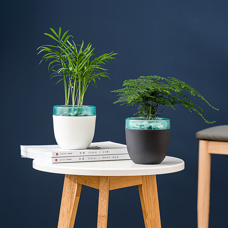 Automatic Water Absorption Laz - Aloe Vera Pot のレビューと価格