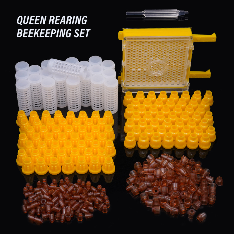 Germany Jenter Queen Rearing K - Begonia Rex のレビューと価格