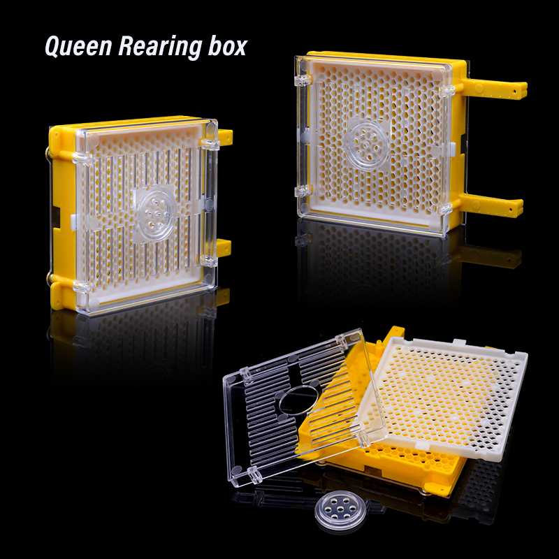 Germany Jenter Queen Rearing K - Begonia Rex のレビューと価格
