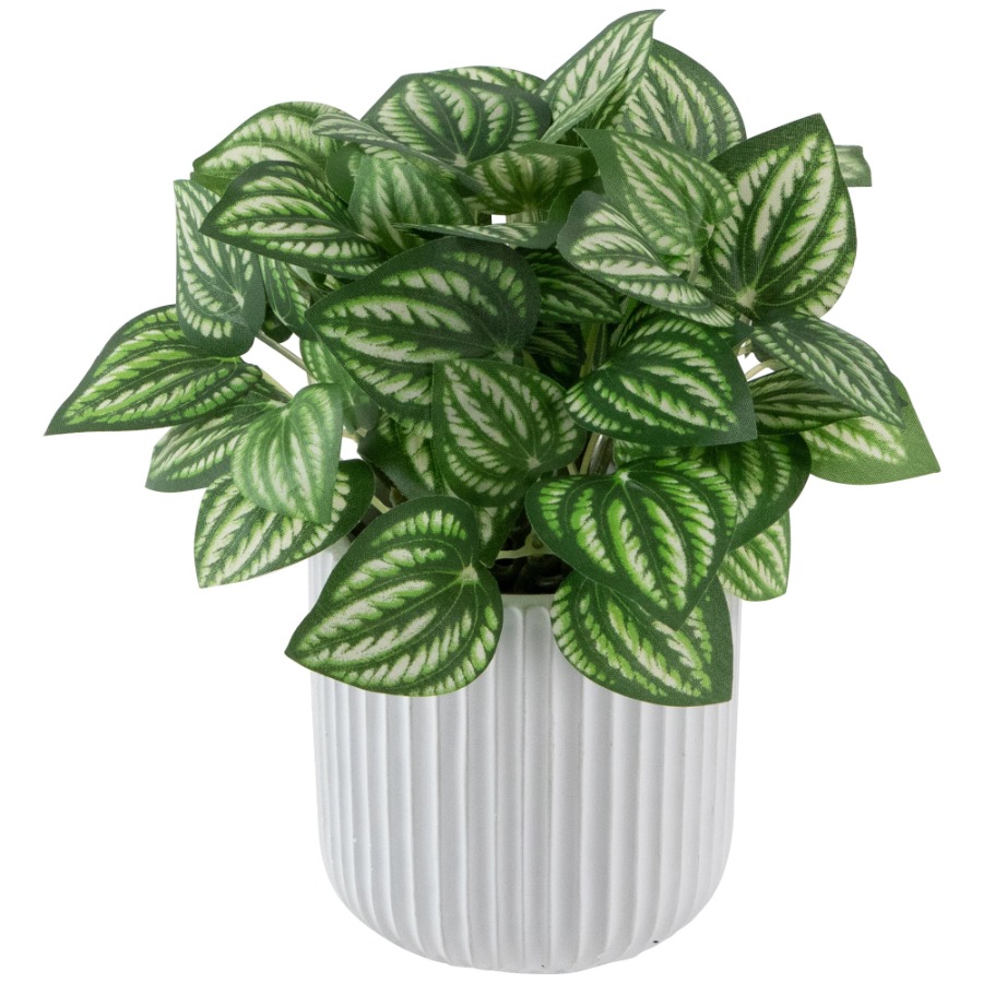 Artificial Watermelon Peperomi - Peperomia Watermelon のレビューと価格