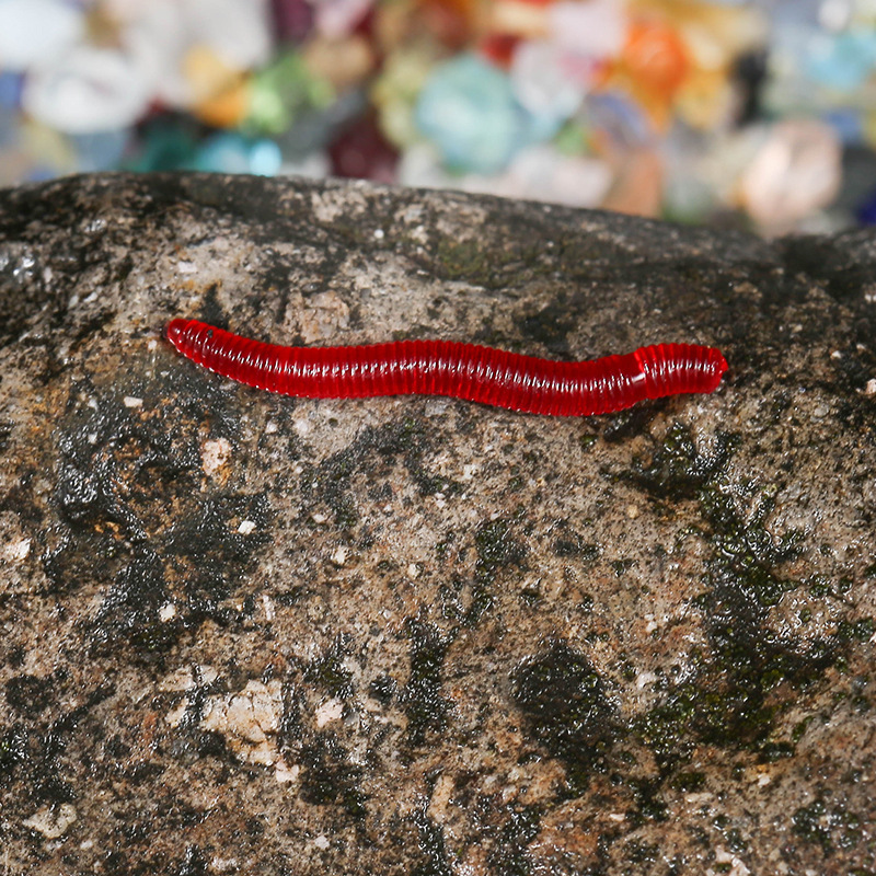 CIBO 50pcs-Artificial Red Worm - Aglaonema Red のレビューと価格