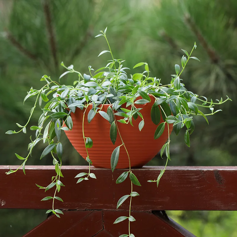 Creative Chinese Ceramic Flowe - Pilea Peperomioides のレビューと価格